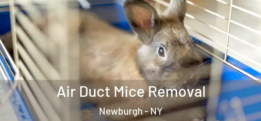  Air Duct Mice Removal Newburgh - NY